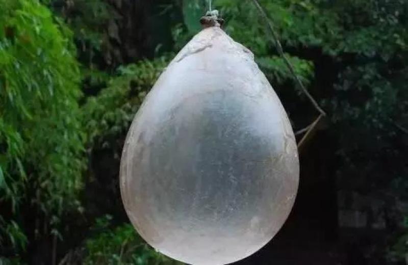 天然盐干猪小肚猪羊盐干肠衣