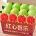 番石榴白芭乐红芭乐承接电商一件代发价格美丽全平台可接