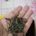 湖南省新化奉家绿茶