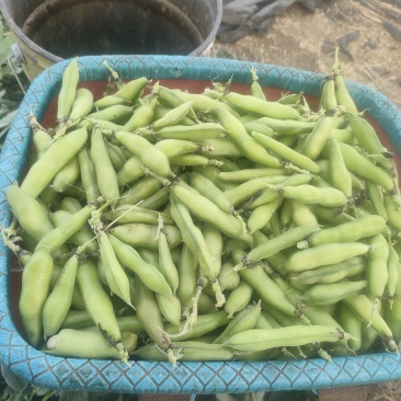 蚕豆