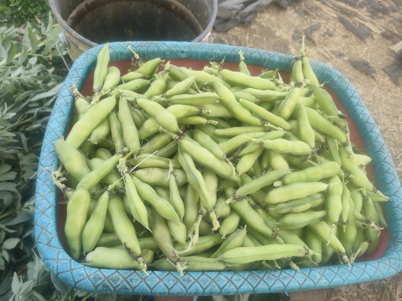 蚕豆