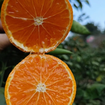 石棉黄果柑
