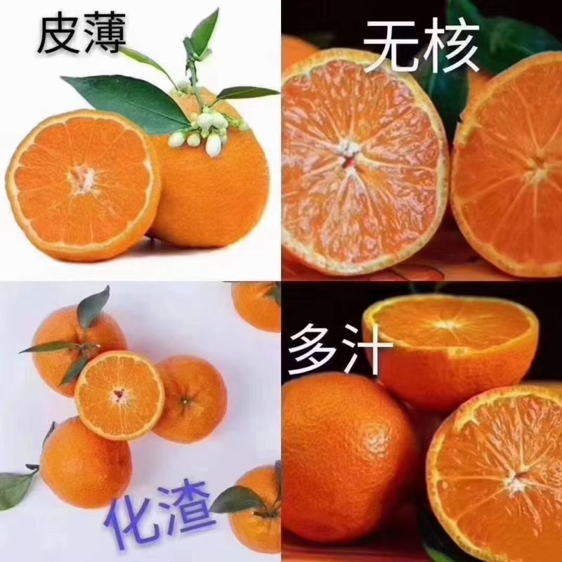 石棉黄果柑