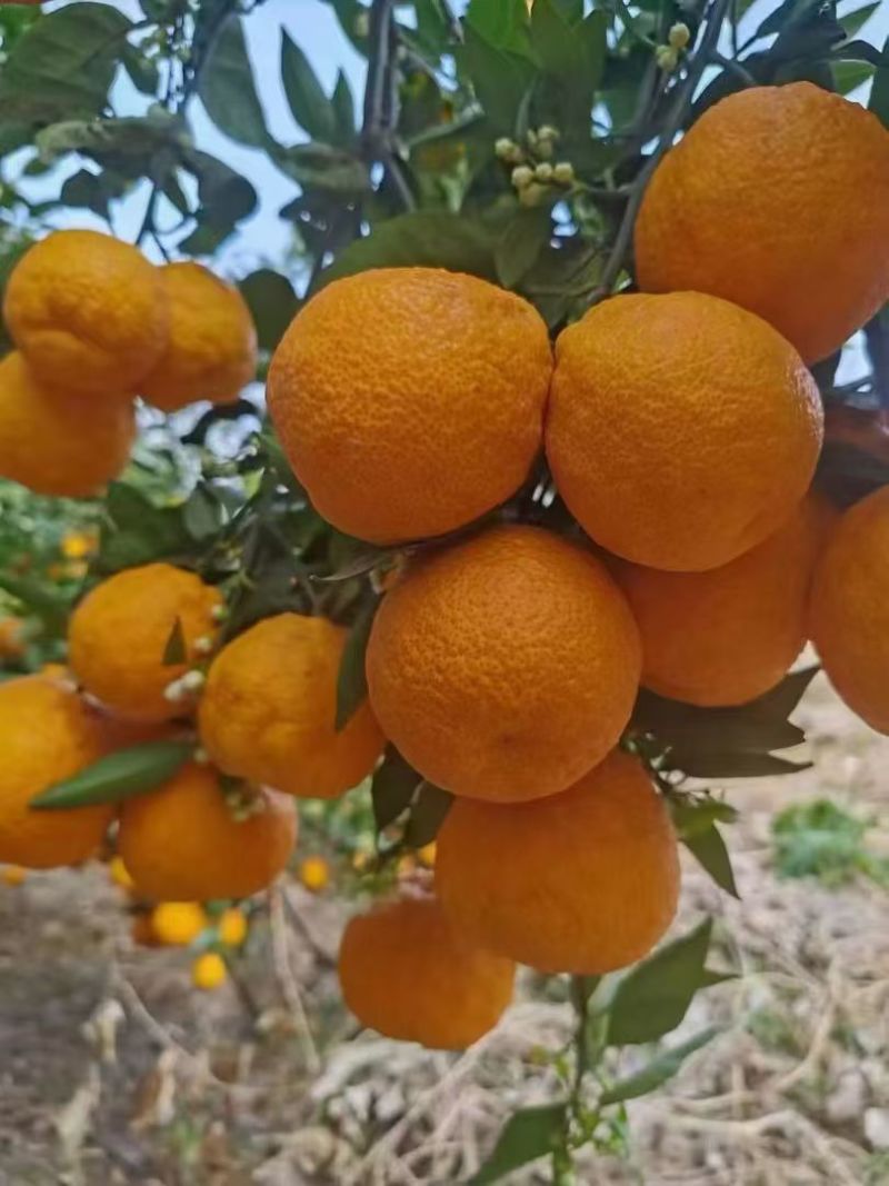 石棉黄果柑