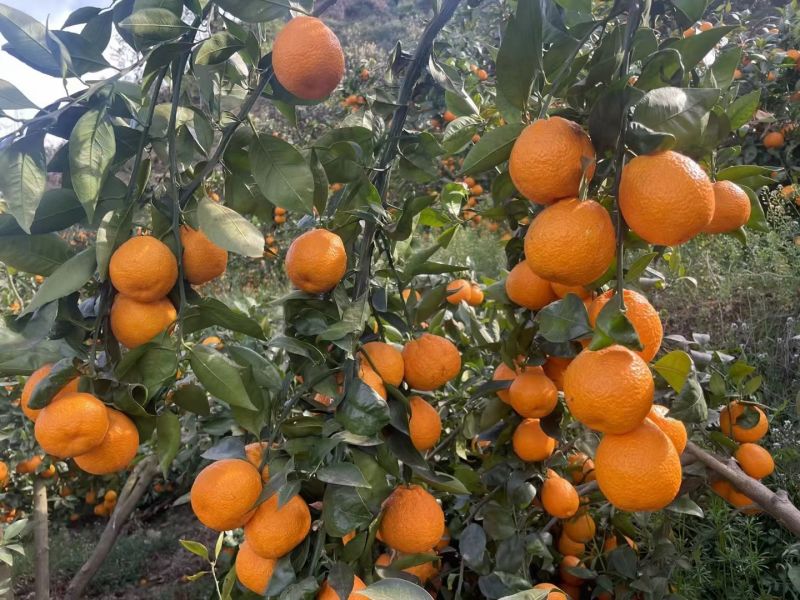 石棉黄果柑