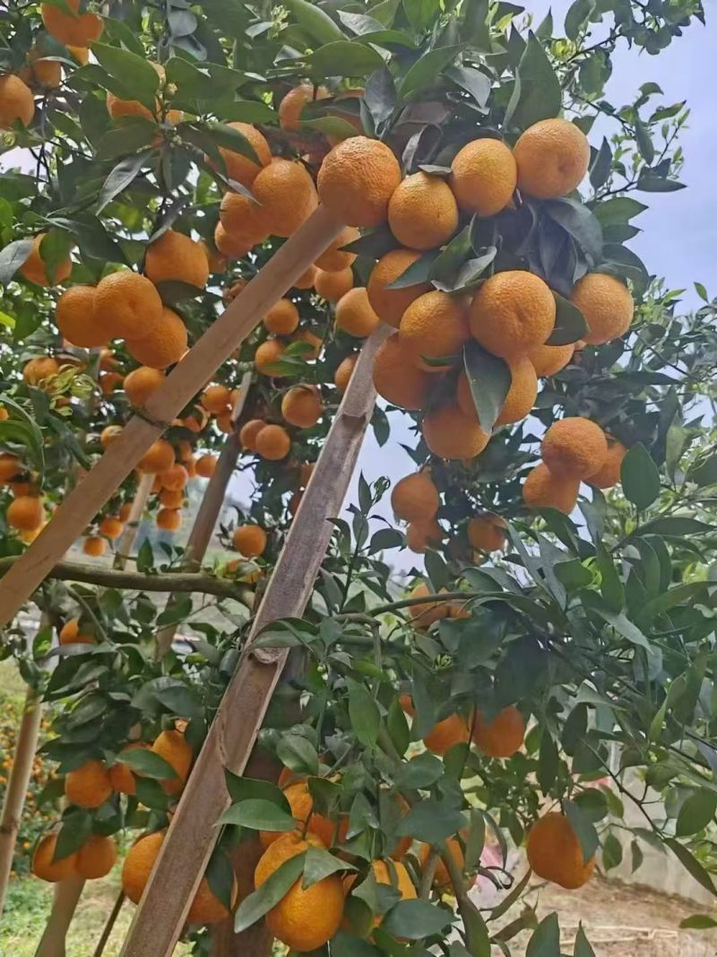 石棉黄果柑