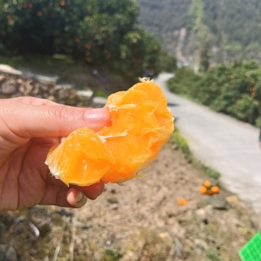 湖北省宜昌市秭归脐橙大量上市，纯甜，无酸，水份足，不干水