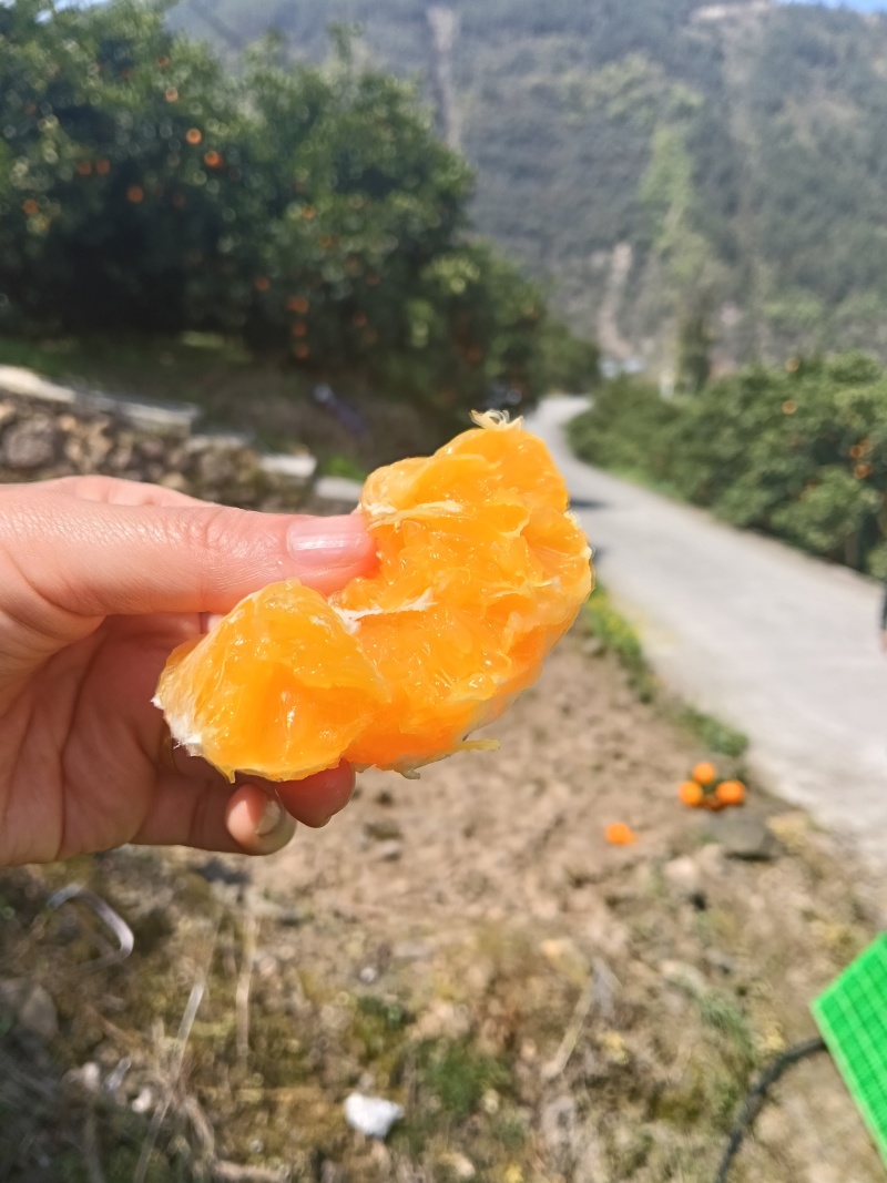湖北省宜昌市秭归脐橙大量上市，纯甜，无酸，水份足，不干水
