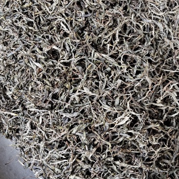 云南省普洱市景谷县凤山镇古树藤条茶