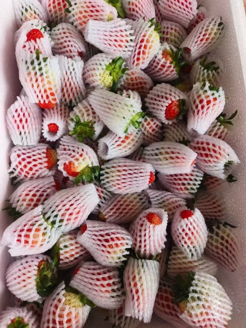 夏季草莓