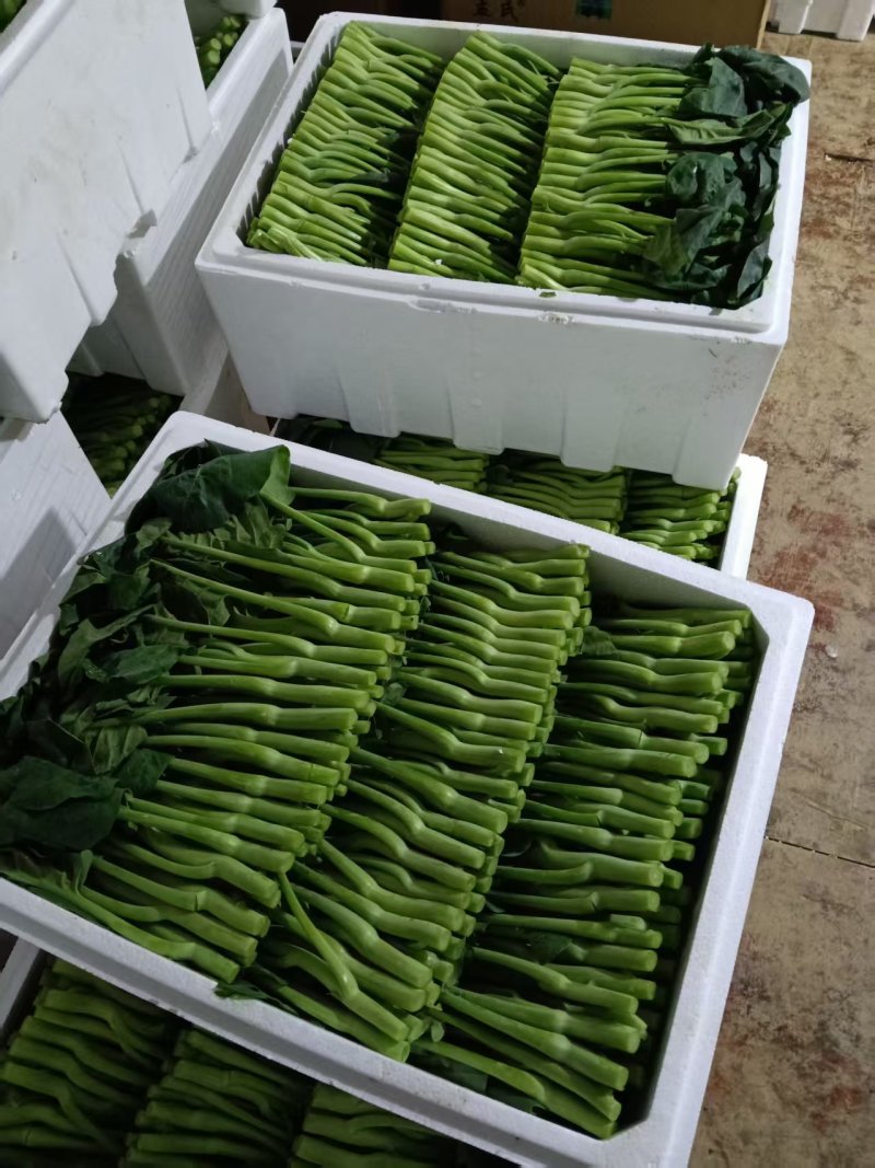 广东菜心，芥兰，红薯叶。