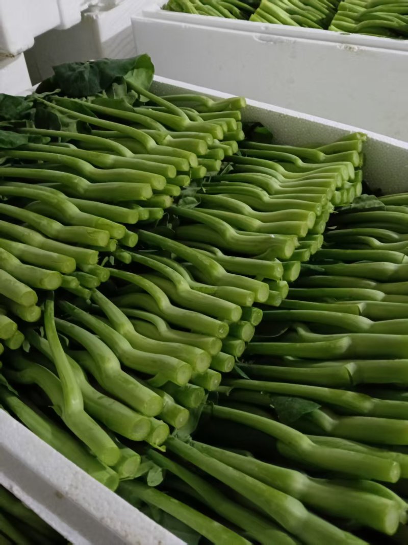 广东菜心，芥兰，红薯叶。