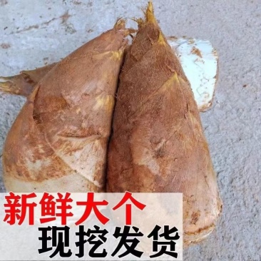 笋子春笋现挖