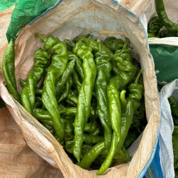 广东鲜辣椒，《陇椒》产地直发保质保量大量供应。