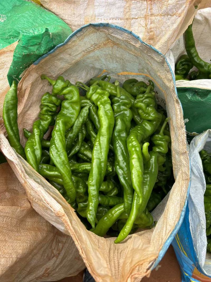 广东鲜辣椒，《陇椒》产地直发保质保量大量供应。