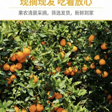 黄果柑