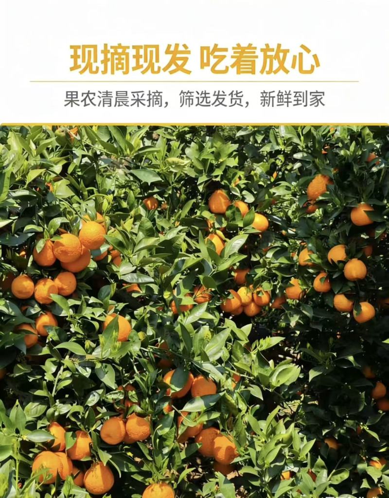 黄果柑
