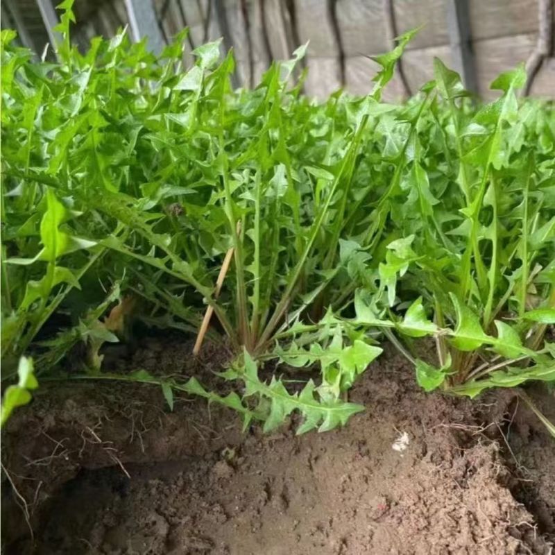野生蒲公英大量有货