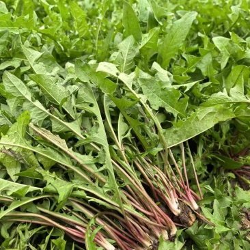 野生蒲公英大量有货