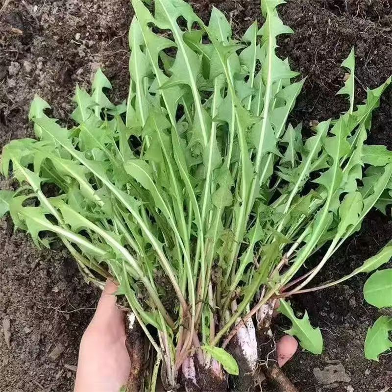 蒲公英大量有货