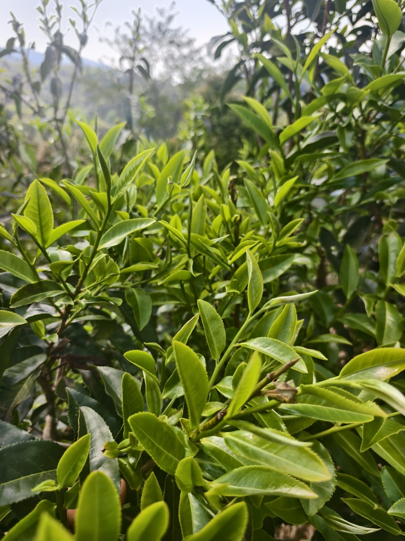 普洱茶，生态茶不打药不施肥健康茶
