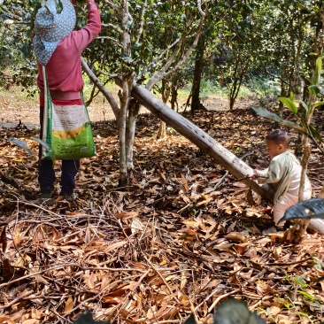 普洱茶，生态茶不打药不施肥健康茶