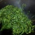 南糯山拔玛茶，不打药不施肥，0农残，口感好