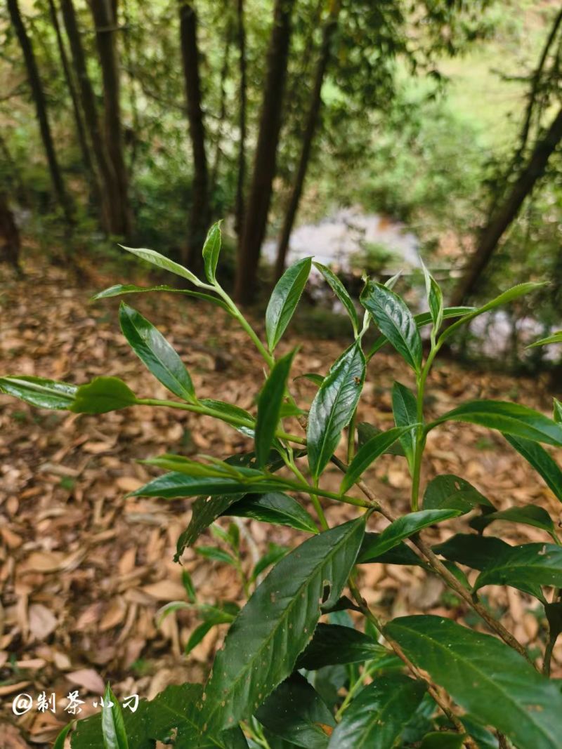 南糯山拔玛茶，不打药不施肥，0农残，口感好