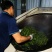 南糯山拔玛茶，不打药不施肥，0农残，口感好