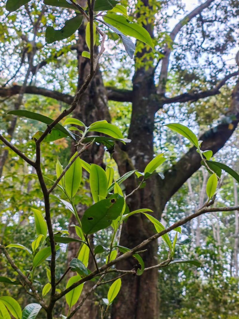 南糯山拔玛茶，不打药不施肥，0农残，口感好