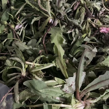 野生蒲公英大量有货