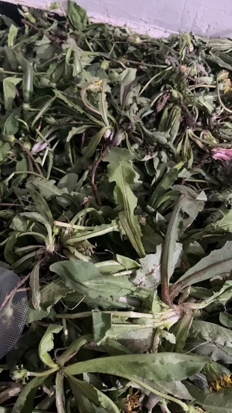 野生蒲公英大量有货