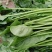 大菠菜
