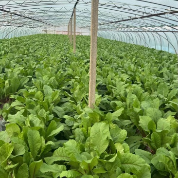 山东日照莒县水萝卜大量上市有需要的***********
