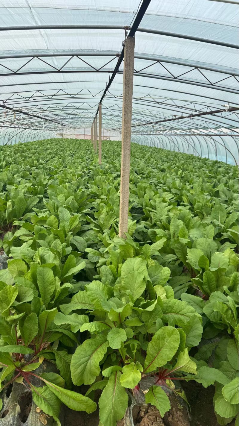 山东日照莒县水萝卜大量上市有需要的***********
