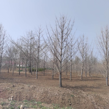 银杏树