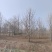 银杏树