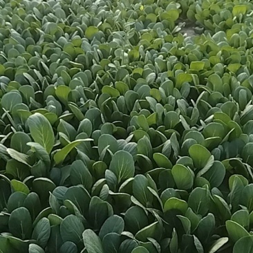 油菜，