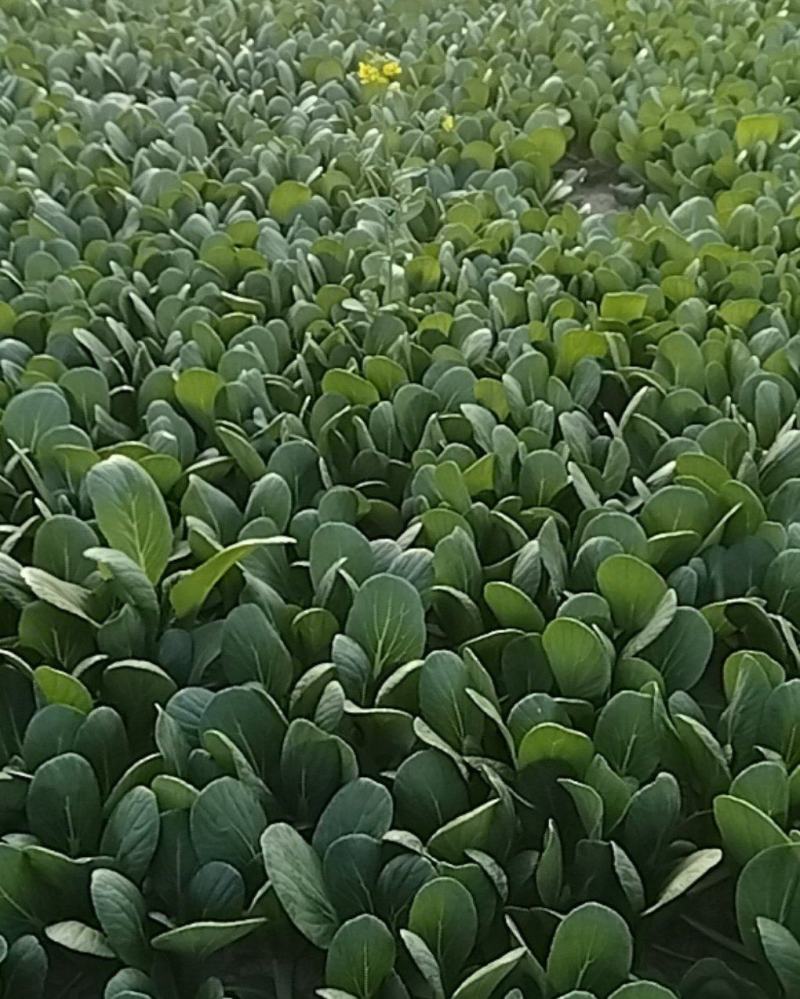油菜，