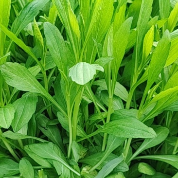 马兰头