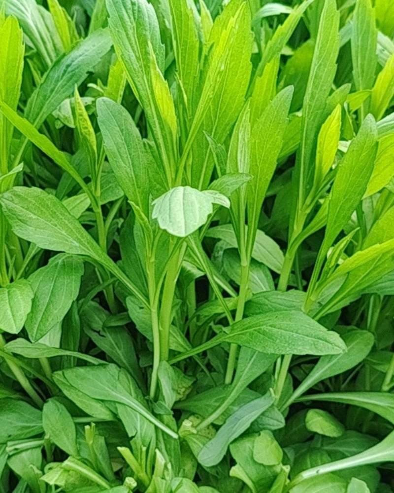 马兰头
