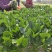 山东菠菜