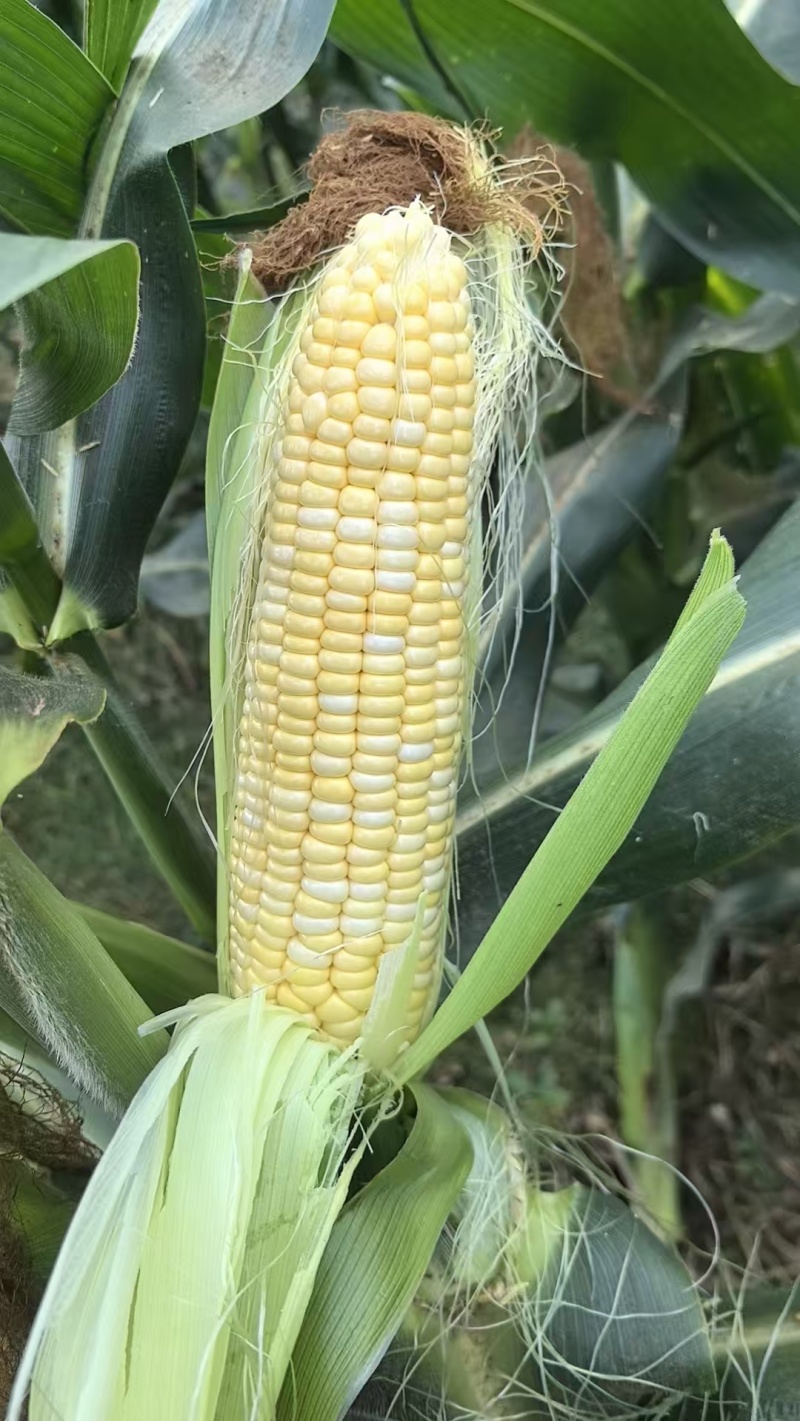 玉米