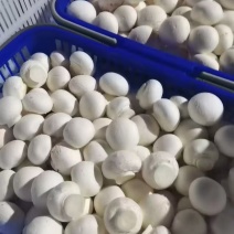 蚌埠怀远双孢菇