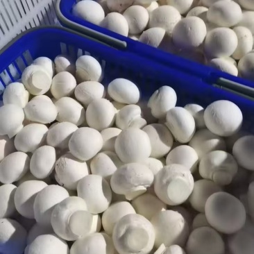 蚌埠怀远双孢菇