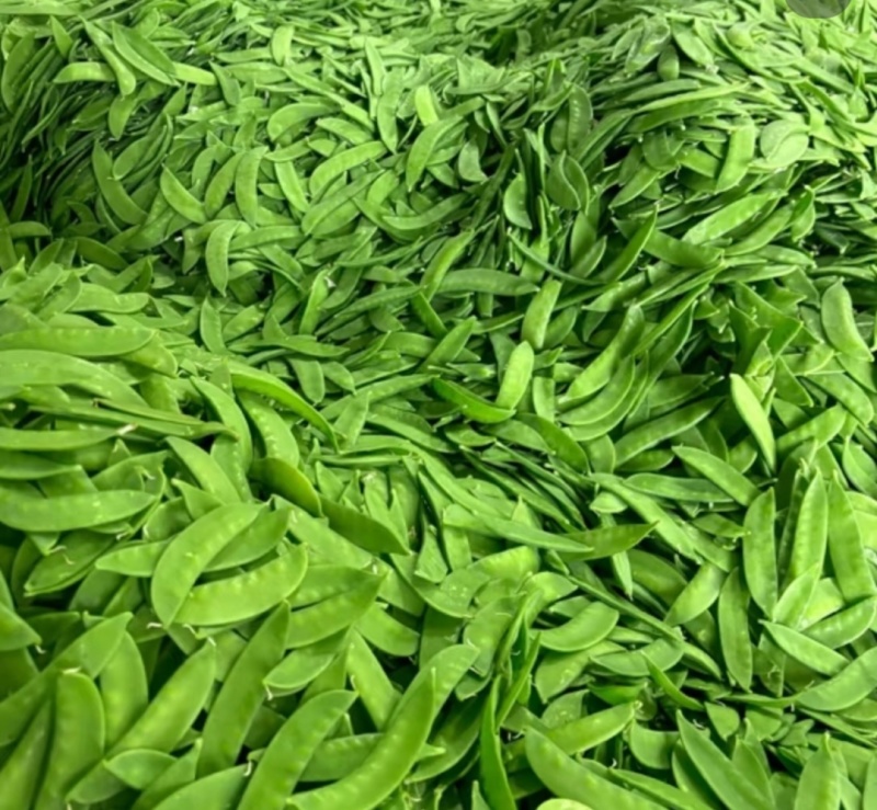 基地直发，货鲜质保，量大价优，回季不断