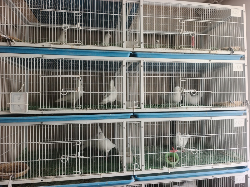 米玛斯种鸽，3年的种鸽包括鸽子笼一起卖