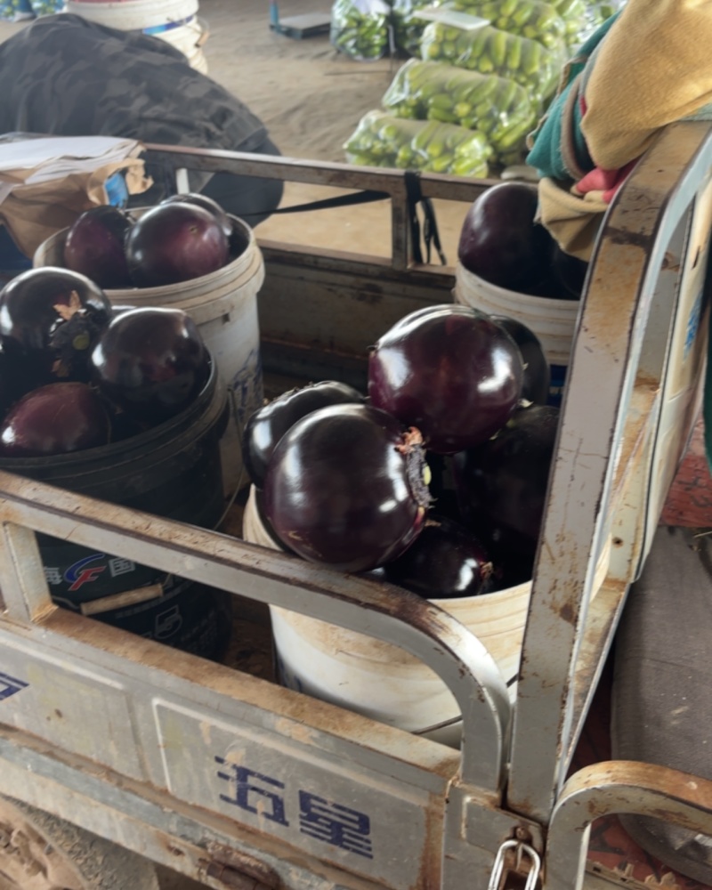 阳光圆茄，货源充足，品质稳定代收圆茄，产地直供，诚信合作