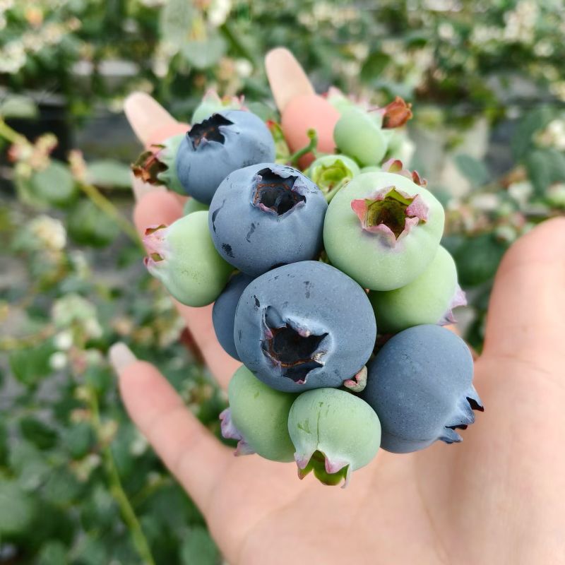 正宗当季新鲜花香蓝莓