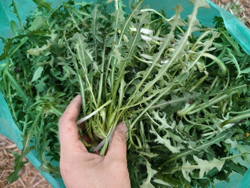 野生婆婆丁